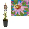 Passiflora Anastasia 70-100 cm - mučenka - popínavá Náhled obrázku produktu 2