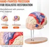 Anatomie des menschlichen Gehirns, 4-teiliges anatomisches Produktbild-Vorschau 5