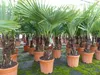 Palme XL 120-150 cm Trachycarpus fortunei, Hanfpalme, Produktbild-Vorschau 3