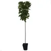 A potted plant with green leaves and a brown stem, set against a white background. Produktbild-Vorschau