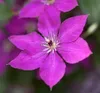 Clematis viticella, Italienische Waldrebe, 60–100 cm, Produktbild-Vorschau 3