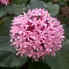 Krásny ker Clerodendrum bungei | 50-60 cm vo výsadbovom Náhľad obrázku produktu 1