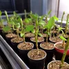 Biovita Gartenbau Vermiculit 1-5mm 5l Produktbild-Vorschau 8