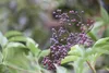 Sambucus nigra, Schwarzer Holunder, 40–60 cm Produktbild-Vorschau 1