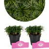 A collage showing a close-up of green grass-like plants and two potted plants. Náhľad obrázku produktu