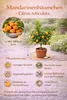 Albero di mandarino, circa 60 cm – Citrus reticulata – Anteprima dell’immagine prodotto 3