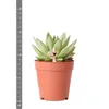 Kolibri Greens | Grünpflanze - Sukkulente Echeveria Miranda Produktbild-Vorschau 7