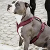 Kentucky Dogwear Hundegeschirr Aktiv Velvet, Größe:M, Produktbild-Vorschau 3