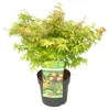 Bloomique - Acer Palmatum Little Princess - Érable du Japon Voir les images du produit 1