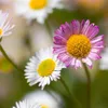 Margherita Erigeron karvinskianus – 6 piante – 10-25 cm – Ø Anteprima dell’immagine prodotto 3