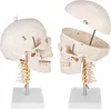 Schädel Halswirbelsäule Anatomie Modell Skelett Lebensgroß Produktbild-Vorschau 4