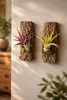 Tillandsia brachycaulus abdita M (ca. 9 cm) – Luftpflanze Produktbild-Vorschau 3