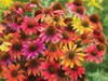 Stauden Gänge 3 x Echinacea purpurea ‚Cheyenne Spirit' - Produktbild-Vorschau 2