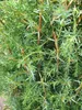 Juniperus communis Suecica - Schwedischer Säulenwacholder Produktbild-Vorschau 3