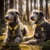 Dingo Hundegeschirre Guard "Bitte Nicht Anfassen" Größe L Produktbild-Vorschau 4