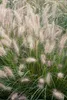 Stauden Gänge 1 x Pennisetum alopecuroides 'Cassian' im 1 Produktbild-Vorschau 6