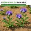 Phacelia Bienenfreund Samen 3 g - Phacelia tanacetifolia - Produktbild-Vorschau 7