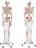 Anatomie Modell Skelett Knochen Körper Mensch Muskeln Produktbild-Vorschau 5