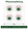 Stauden Gänge 1 x Muhlenbergia capillaris im 1 Liter Topf - Produktbild-Vorschau 10