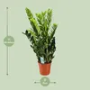 Pianta da appartamento Zamioculcas Zamiifolia "Glücksfeder" Anteprima dell’immagine prodotto 2