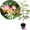 Albizia julibissin – Perzische zijdenboom, hoogte 60-80 cm, Productafbeelding-voorbeeld 1