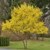 2 x Cornouiller - Cornus mas | 40-60 cm en conteneur Voir les images du produit 2