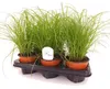 Trawa dla kotów 25-30 cm Cyperus Zumula do wspomagania Podgląd zdjęcia produktu 1