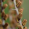 Olivello Spinoso Hikul Maschio 2L Anteprima dell’immagine prodotto 3