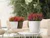 Three potted plants with pink and red flowers are arranged on a white table on an outdoor patio with beige outdoor furniture and green foliage in the background. Náhľad obrázku produktu