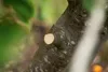 A close-up view of a pruned tree branch. Produktbild-Vorschau