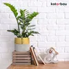 A plant in a pot on a wooden surface in front of a white brick wall. Podgląd zdjęcia produktu
