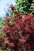 Cotinus coggygria 'Royal Purple', Perückenstrauch, Produktbild-Vorschau 7