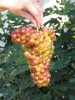 Vitis vinifera Rebe Bellarosso Weintraube Tafeltraube Produktbild-Vorschau 1