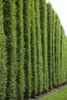 Fagus sylvatica, Rotbuche, 125–150 cm Produktbild-Vorschau 7