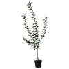 Apfelbaum `Rewena´ - Resistenzsorte - 120-140cm im 10 Liter Produktbild-Vorschau 4