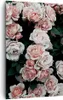 Bild auf Leinwand - Leinwandbild - Einteilig - Rosen Blumen Produktbild-Vorschau 1