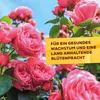 Solabiol® Bennnessel Sud für schädlingsanfällige Pflanzen 1 Produktbild-Vorschau 9
