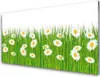 Acrylglasbilder 100x50 Wandbild Druck Gras Gänseblümchen Produktbild-Vorschau 1