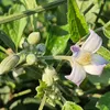 A close-up of a flowering plant with several buds. Produktbild-Vorschau