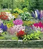 BALDUR Garten 24er Set Buntes Staudenbeet 'Multi-Colour', Produktbild-Vorschau 3
