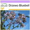 SAFLAX - Drzewo Bluebell - 200 Nasiona - Paulownia Podgląd zdjęcia produktu 9