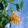 Bloomique - 2er-Set - Lonicera Tellmanniana - Produktbild-Vorschau 3