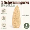 Luffa aegyptiaca geschält 12-16 cm Schwammgurke Produktbild-Vorschau 2