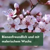 Close-up of blooming cherry blossoms with a green overlay containing text. Produktbild-Vorschau