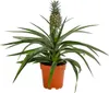Dehner Ananas, mit essbarer Frucht, ca. 30-40 cm, Ø Topf 12 Produktbild-Vorschau 1