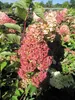 Hydrangea paniculata Fraise Melba ® - Rispenhortensie Produktbild-Vorschau 4