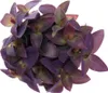 Dreimastblume – Tradescantia pallida – pflegeleichte Produktbild-Vorschau 3