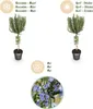 Green boutiQ - Plante sur tige - Rosmarinus officinalis - Voir les images du produit 12