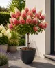 Hydrangea paniculata 'Wim's Red', keřík na kmínku, výška Náhled obrázku produktu 1