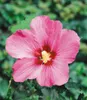 BALDUR Garten 10x Winterharte Hibiskus-Hecke, Pflanzen im Produktbild-Vorschau 4